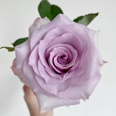 Ocean Song Rose